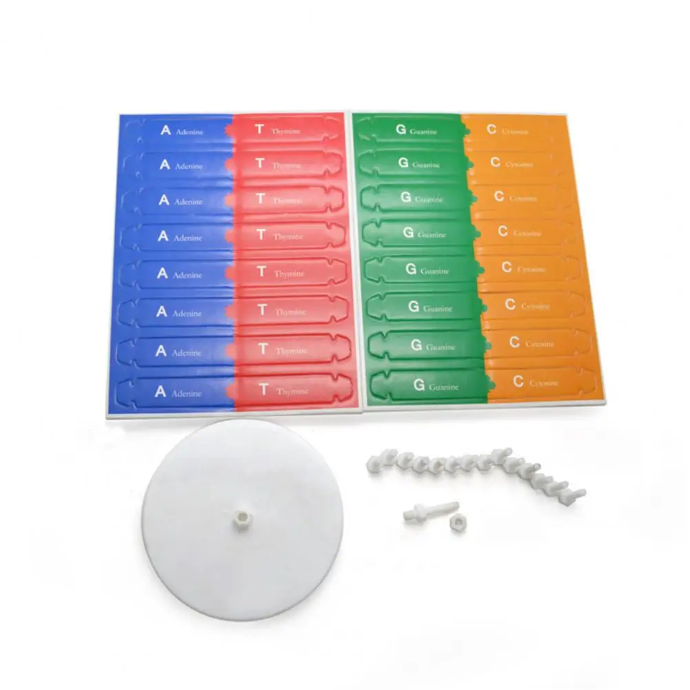 DNA Models Double Helix Structure Teaching Toy ABS DIY Human Genes for Biological Science For Kids Test Kit | Игрушки и хобби