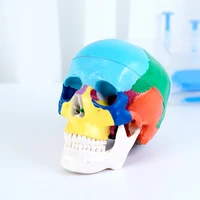 22 parts colored 11 life size human detachable skull model head anatomy assembly medical teaching tool dentist used oral cavity