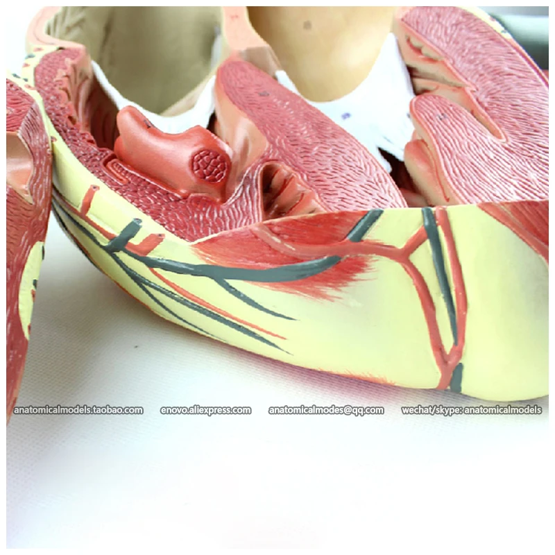 

12485 / Numbered Human Heart Anatomy w/ 3 parts Movable ,Medical Science Educational Teaching Anatomical Models