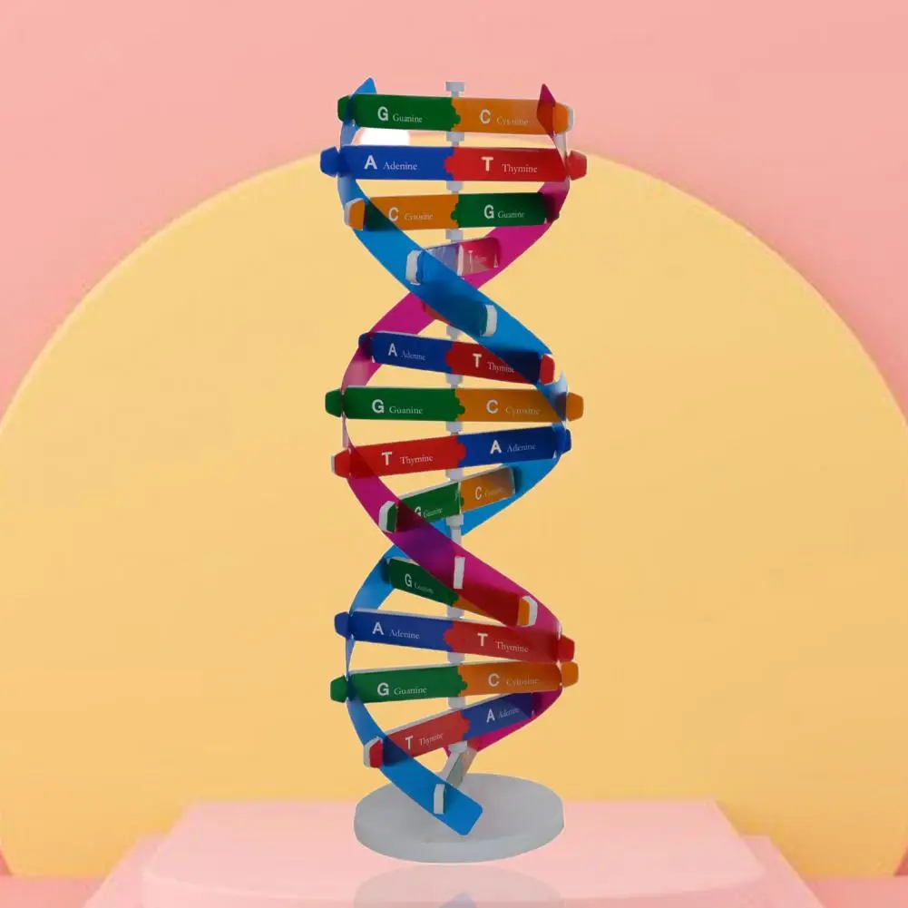 Модель ДНК с двойной структурой завитка обучающая игрушка ABS двойная спираль