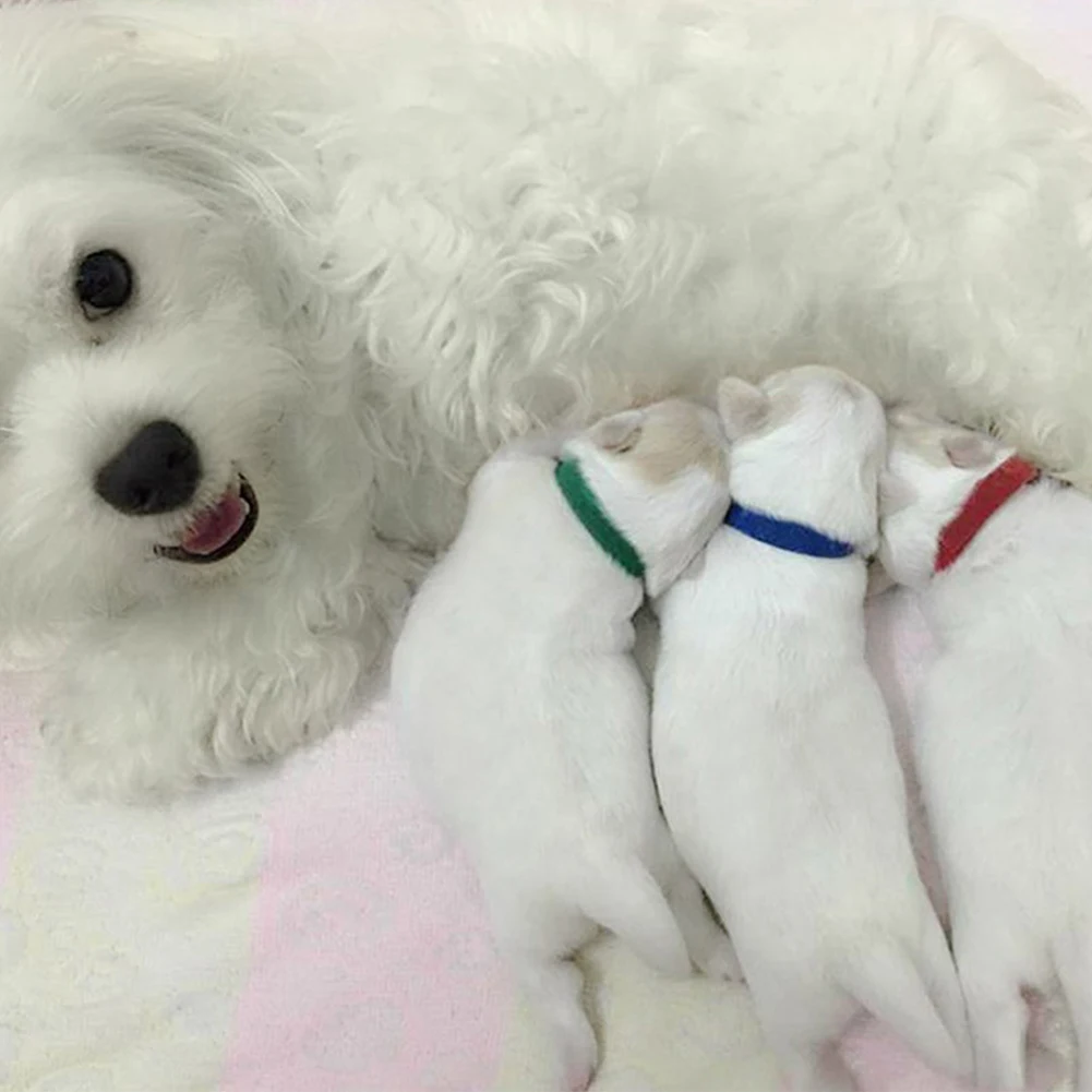 Регулируемый ошейник для маленьких средних собак Классический нейлоновый