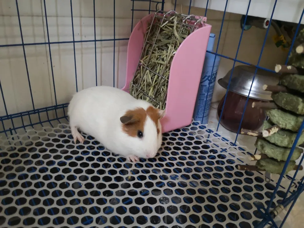 Белая/Розовая кормушка с кроличьей травой клетка для маленьких животных морская