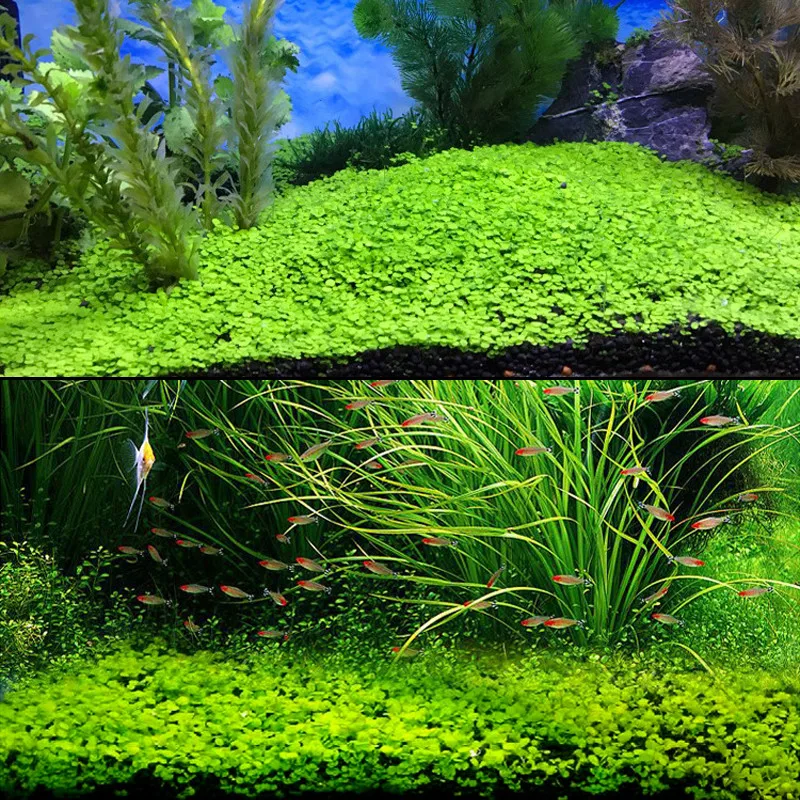 Семена аквариумных растений водная трава Семена глоссоклейма Hemianthus Callitrichoides легкая посадка Аквариум Ландшафтный Декор