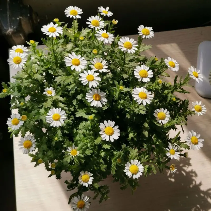 flores brancas prensadas com margarida, para jóias