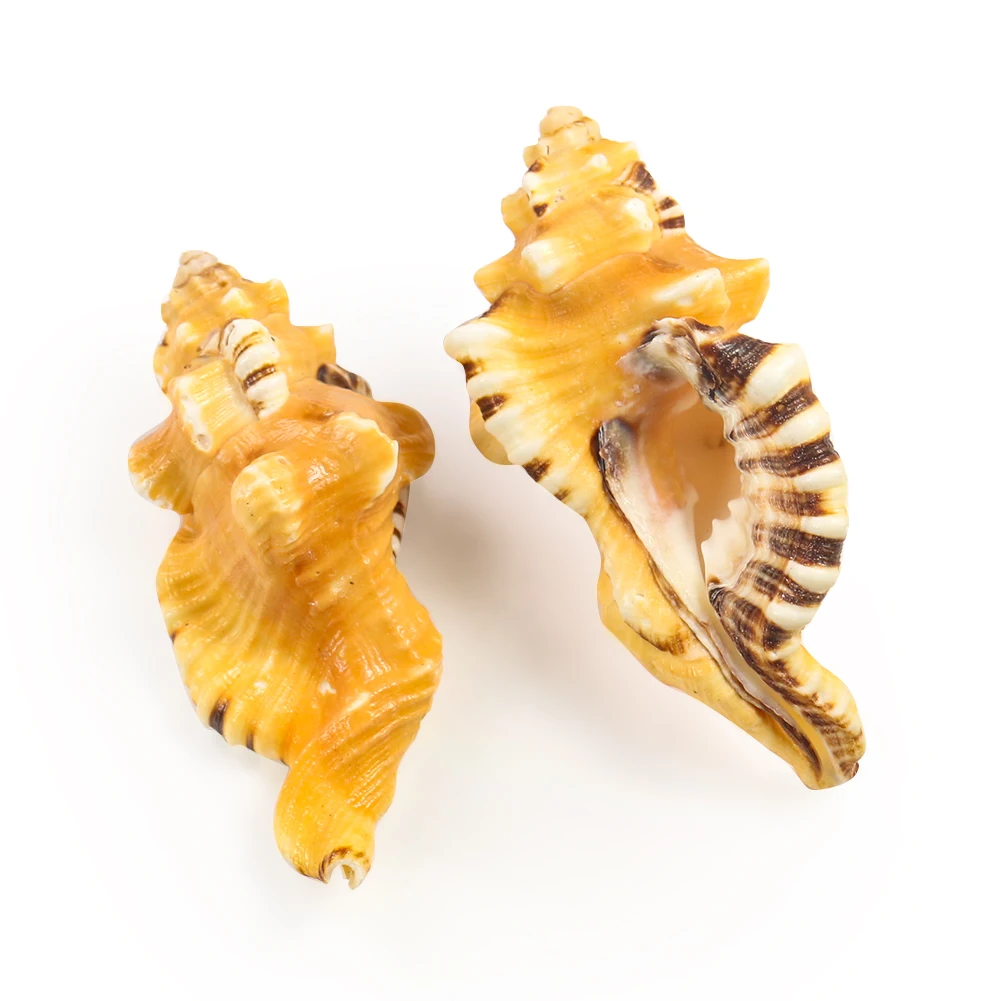 8 11 см натуральный раковины слон ствол редкая коллекция образец Пляж Свадебные