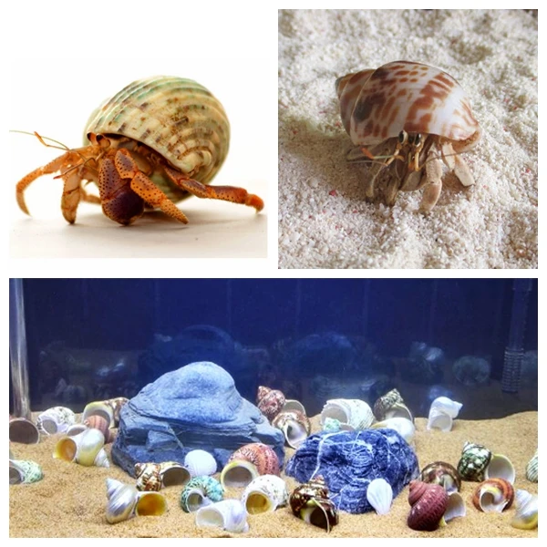 Спиральный корпус аквариум для рыб Crabs украшение аквариума натуральный раковины