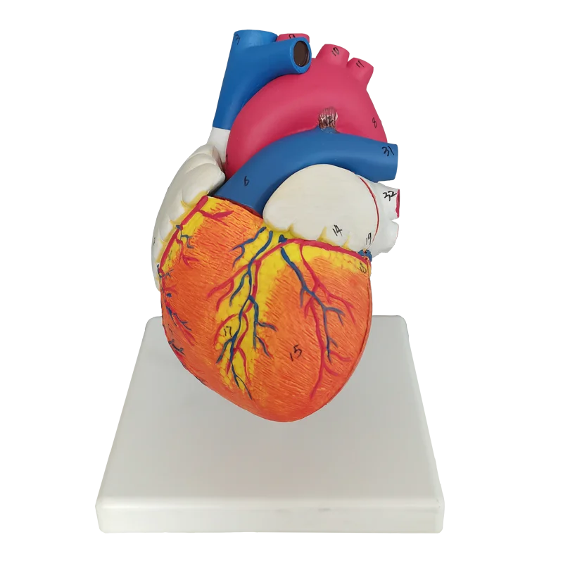 Высококачественная анатомическая медицинская модель человеческого сердца в
