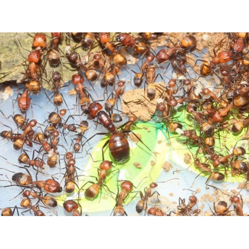 ПЭТ муравей акриловый гнездо Империя цеха замок 6 пробирки подарок на день