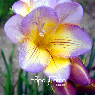 5 Бонсай Freesias великолепный сад красочные ароматные Цветочные растения Орхидея Флорес идеальные Цветочные Планты 100 Плант/упаковка - Цвет: 5
