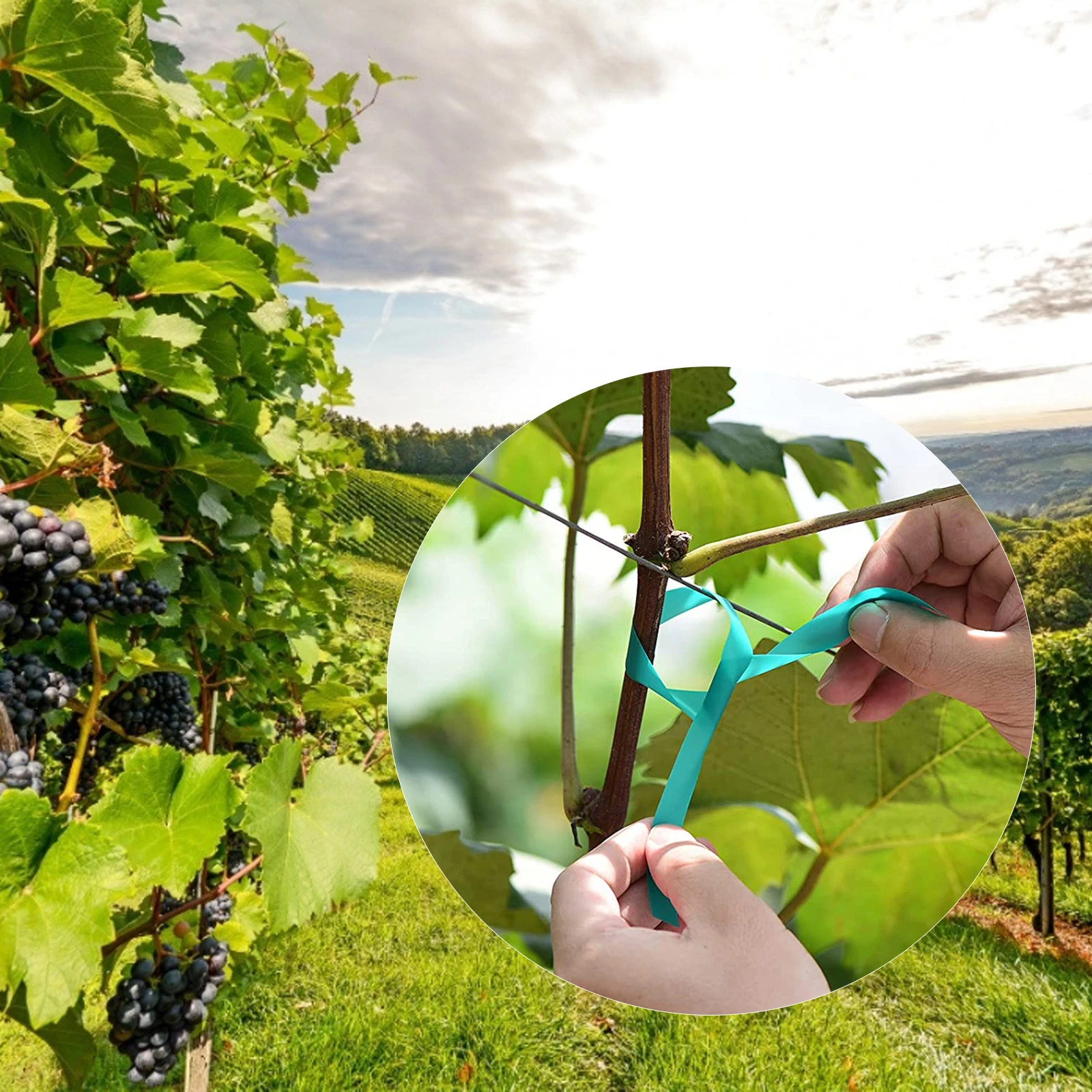 

1Wide 150FT Reusable Garden Plant Ties Green Tapes, Thick Ribbon For Branches Flowers Tomatoes Indoor Outdoor Greenhouse