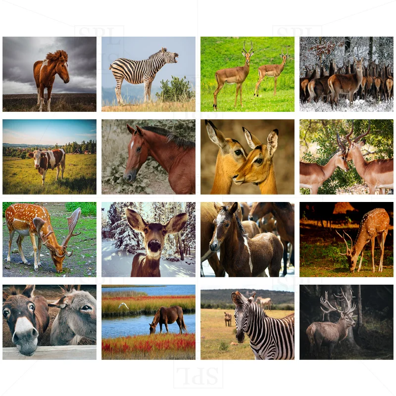 Зебра Осел 5D DIY квадратный круглый мозаичный наклейка Алмазная вышивка Травяная лужайка Клейкая картина Домашнее украшение Ручная работа Подарок.