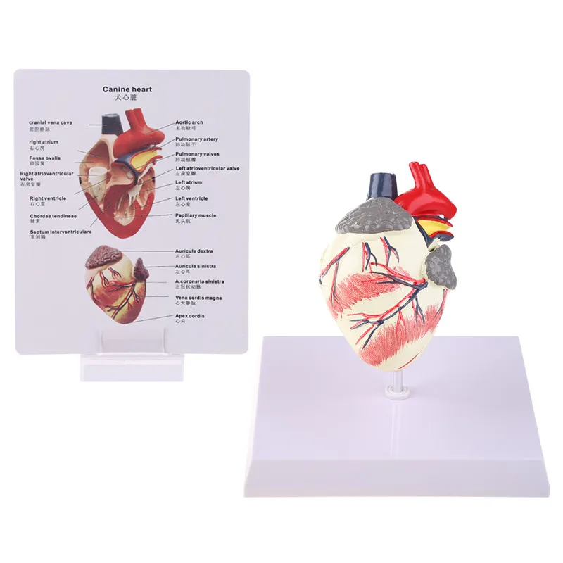 

Dog Heart Anatomy Model Canine Pet Animal Organ Study Teaching Science Aid Education Research Model With instructions in English