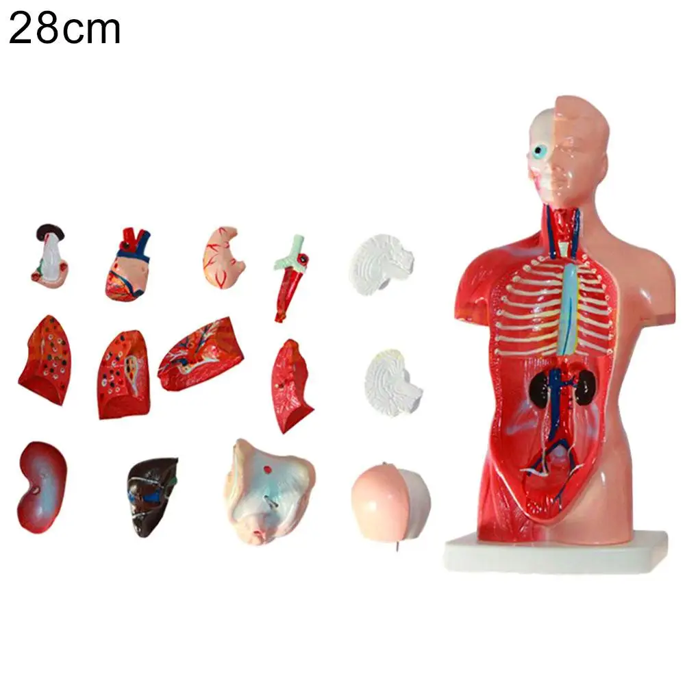 

3D Picture Human Body Structure Book Anatomy Science Cognitive Reading Children Early Education Books and Human Torso Model hot