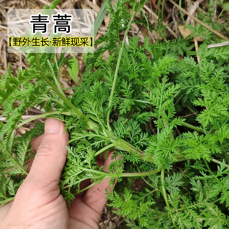 

Best selling high-quality artemisia annua, wormwood, clearing heat and reducing fire, eliminating bad breath, free shipping