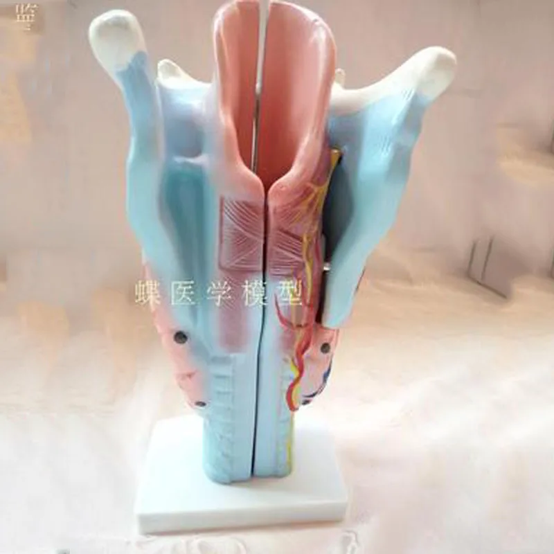 

2x magnification throat model Laryngeal anatomical specimen Laryngeal blood vessel Thyroid larynx throat teaching model.