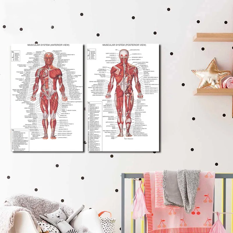 Человеческий анатомический задний вид мускулатуры система художественный холст