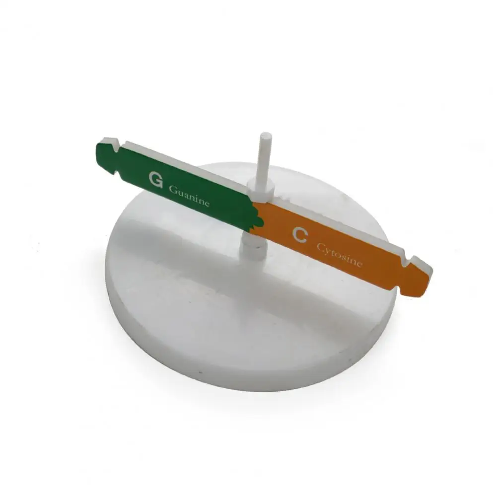 DNA Models Double Helix Structure Teaching Toy ABS DIY Human Genes for Biological Science For Kids Test Kit | Игрушки и хобби