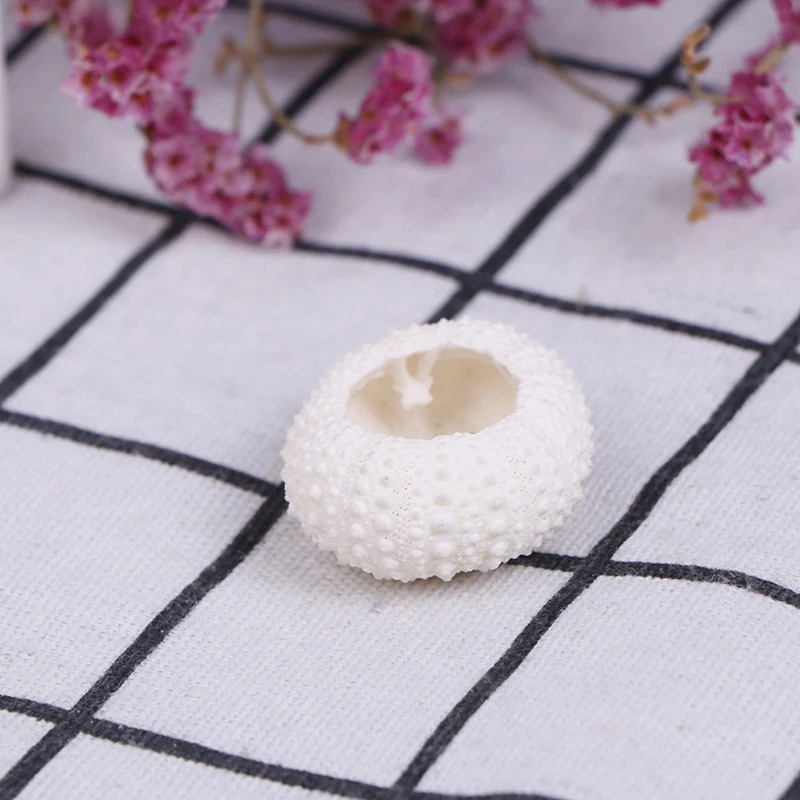 

2PC Natural Sea Urchin Shell Conch Tillandsia Potted Plant Home Decoration