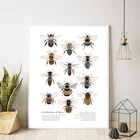 Коллекция пчелиных принтов, естественные технические насекомые, настенное искусство для обучения, Картина на холсте, школьный Декор