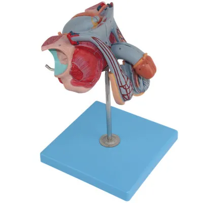 

Male genital organs Anatomical Model Genitourinary show free shipping