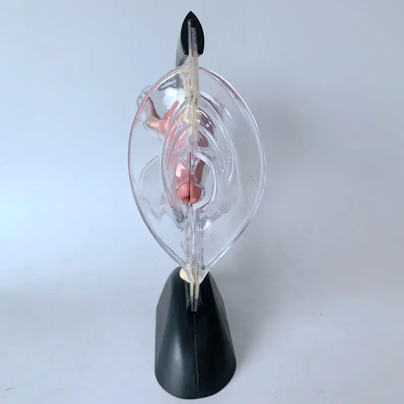 

Female reproductive system model Transparent uterus model Female anatomical model