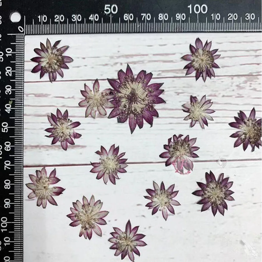 

30pcs Pressed Dried Purple Astrantia Major Flower Plant Herbarium For Jewelry Postcard Invitation Card Phone Case Bookmark DIY