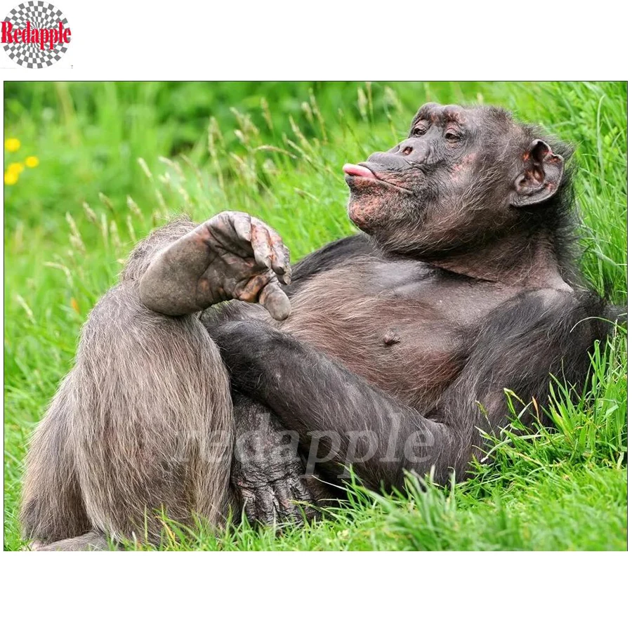 

monkey Diamond Painting Full Square One Chimpanzee 5D DIY Embroidery Mosaic Picture Of Rhinestone Animal Apes Decoration Home