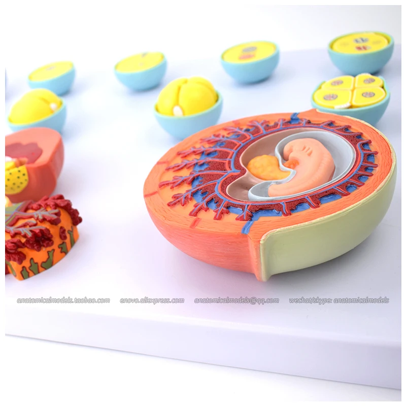 

13002 / Human Fertilization and Intermediate Embryogeny