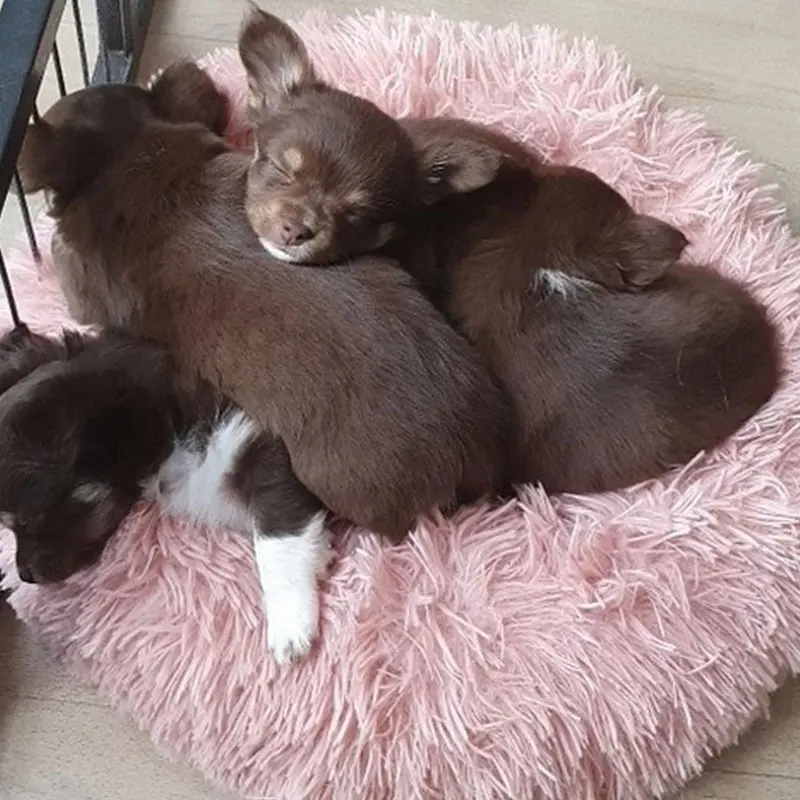 

Dropshipping Super Soft Dog Bed Round Washable Long Plush Dog Kennel Cat House Velvet Mats Sofa For Dog Cats Basket Pet Bed