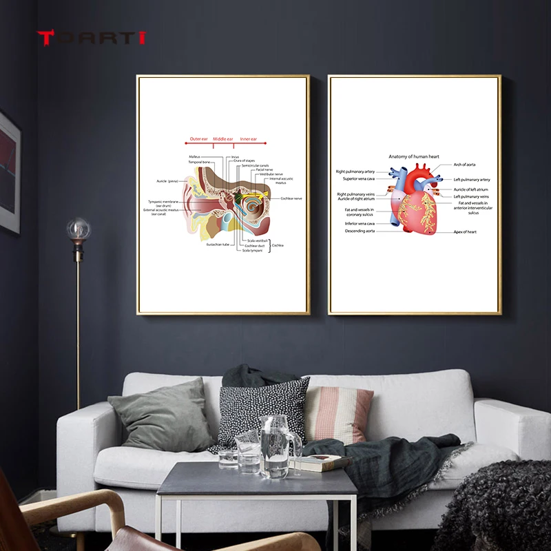 Органные принты плакаты структура тела Холст Картина печень мозги легкие