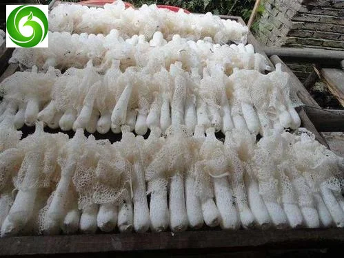 

Phallic mushroom, wild fungus, bamboo fungus, bamboo shoots