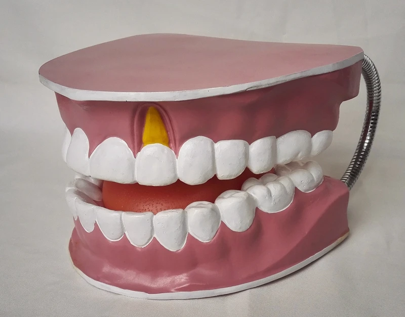 Негабаритная модель для ухода за зубами полная анатомии языка и зубов