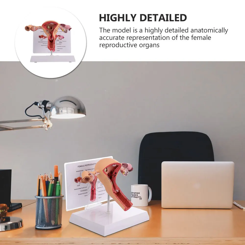 

1Pc Practical Uterus Model Female Reproductive System Model for Training
