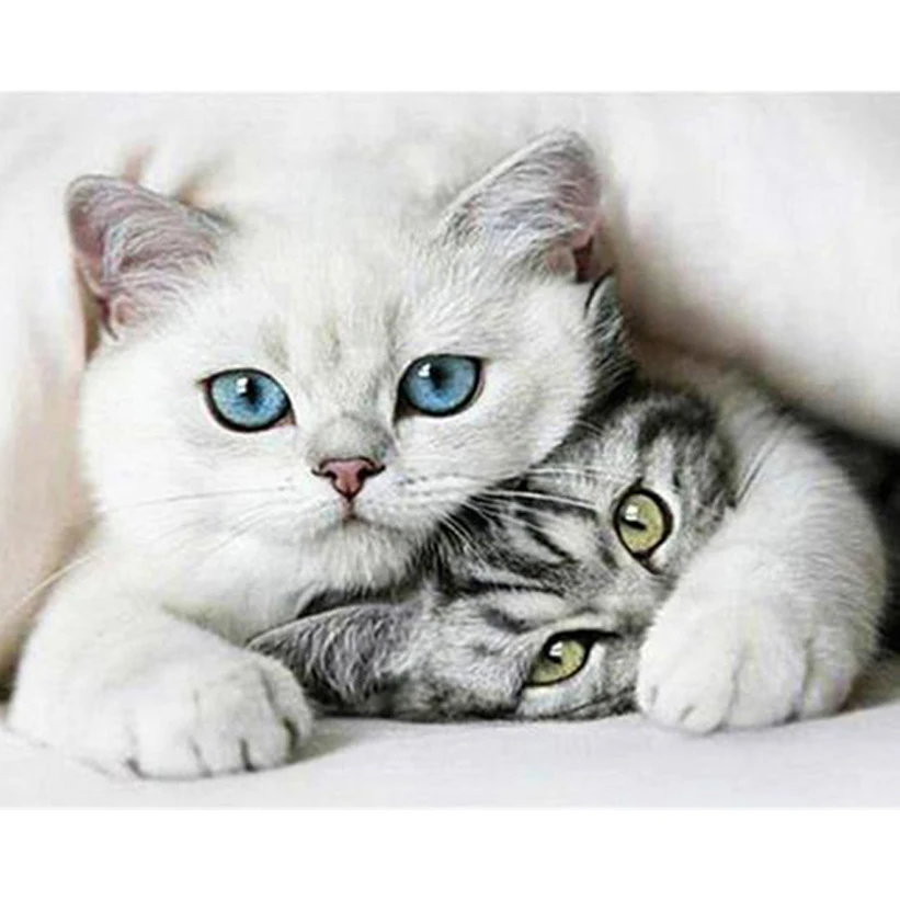 

DIY Diamond Painting cat Full Drill Round Diamond Embroidery Picture Rhinestone Diamond Mosaic Cartoon Home Decor