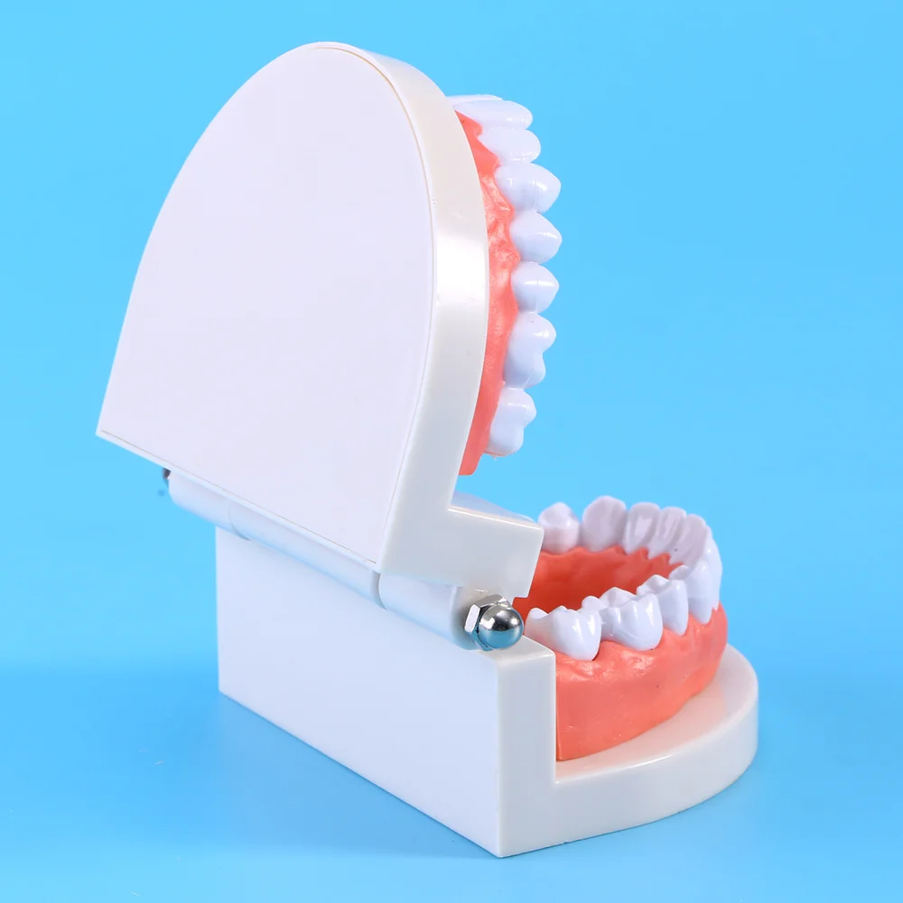 

Teeth Model Standard Teaching Study Typodont Demonstration Tool