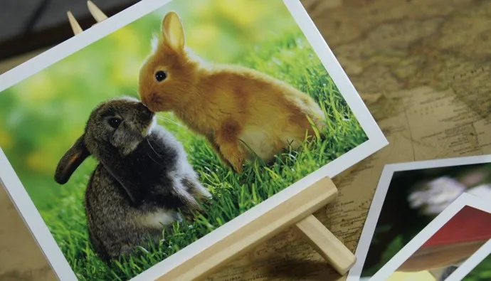 2016 популярная модная открытка s почтовые с животным кроликом мир/6 шт Каждая