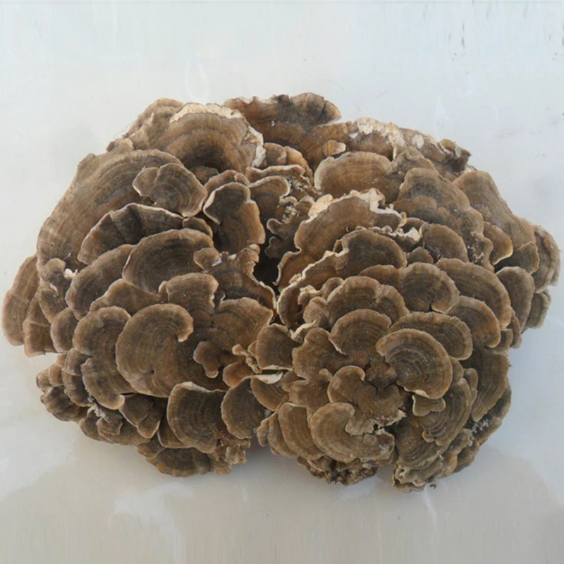 

Coriolus Versicolor, радужная Конка, гриб индейки, порошок Yunzhi