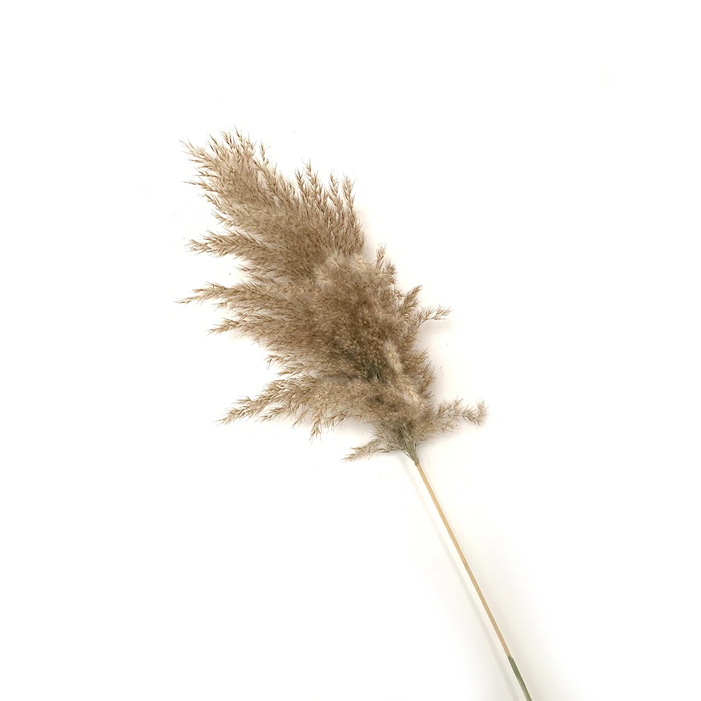 20 шт. засушенный натуральный пампасная трава Phragmites munis, свадебные цветы 50-55 см высотой для домашнего декора номинальные сушеные цветы