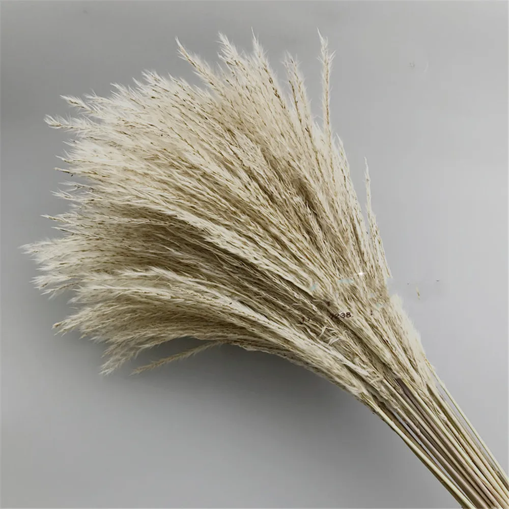 50 шт Pampas трава связка Натуральные Сушеные тростниковые Шлейфы фразмиты Communis