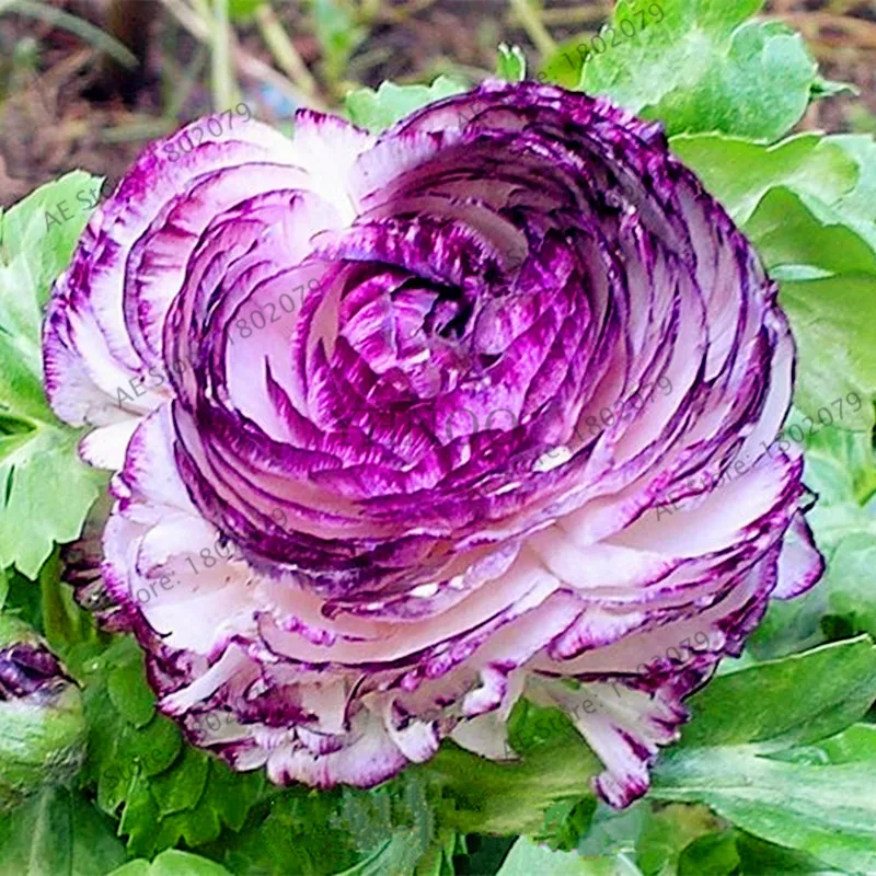 50 шт./пакет лютик Asiaticus цветок flores, многолетнее растение бонсай растения для дома и сада, легко растить