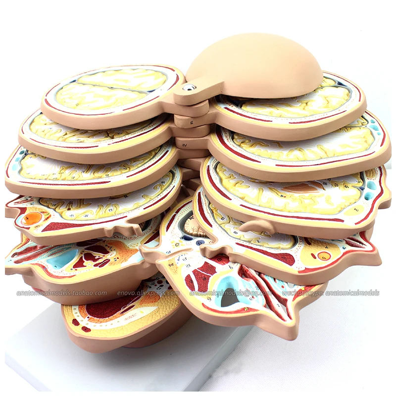 12398/горизонтальной резки модель анатомирования для головы и CTMRI мозга мозг