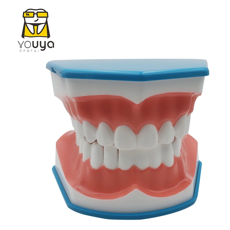 Standard Dental Teaching Model Study On The Structure Of Oral Teeth Dentist Educational Demonstration Tool For Brushing Teeth