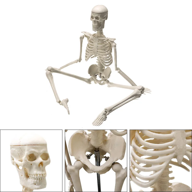 

45CM Human Anatomical Anatomy Skeleton Model Medical Wholesale Retail Poster Medical Learn Aid Anatomy human skeletal model