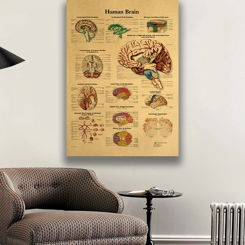 

Human Body Structure Diagram Brain Kraft Paper Wall Poster Household Goods
