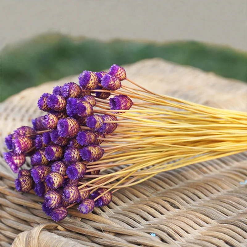 Сушеные цветы с 50 стеблями для расцветок домашний декор реквизит фотосессии