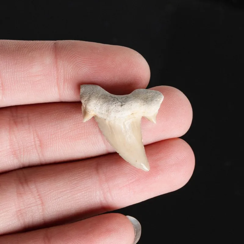 Природный камень Megalodon ископаемый зуб украшение природная морская биология