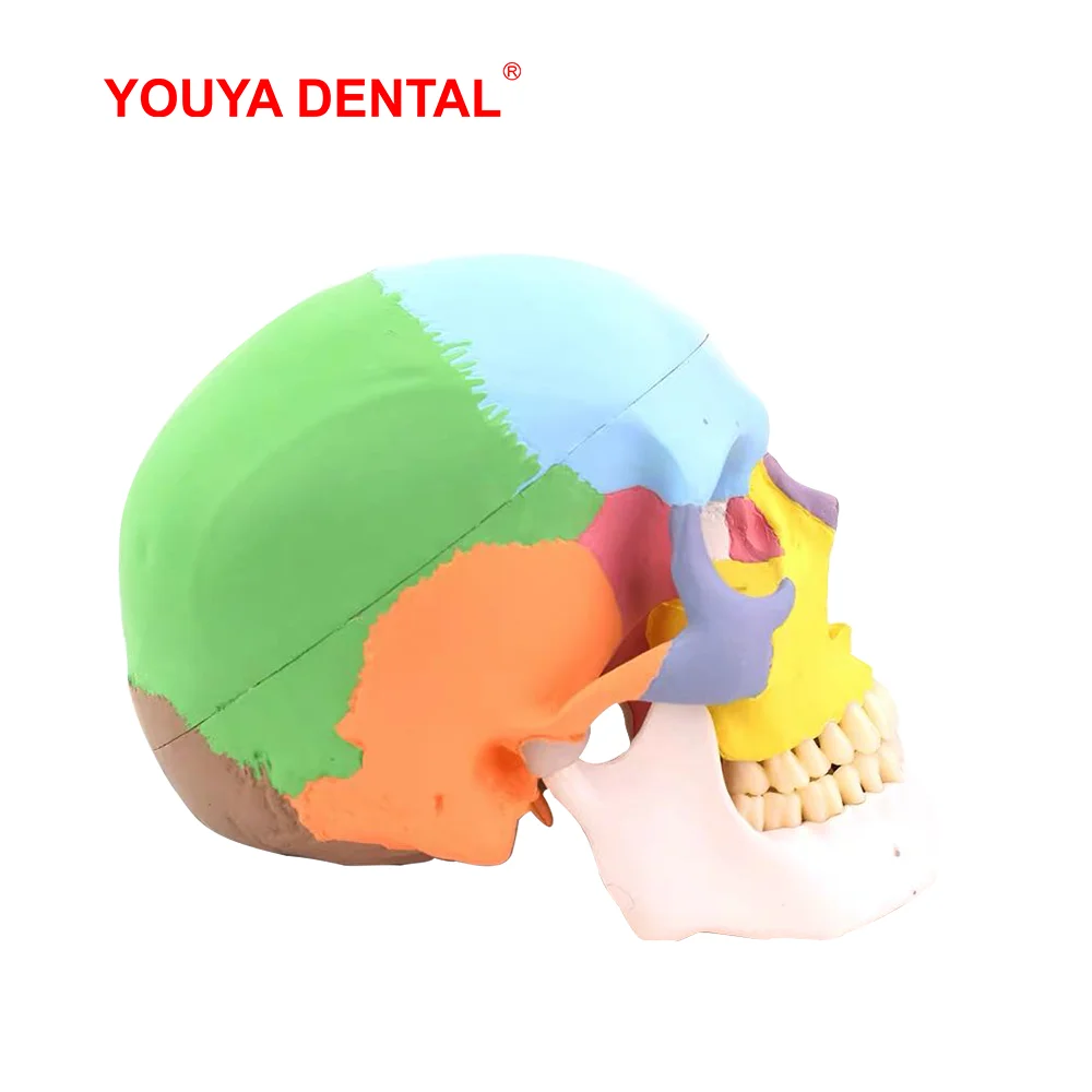 Анатомическая модель человеческого черепа для взрослых с полным стандартом