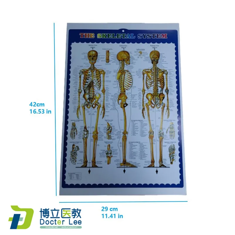 Человека анатомический скелет и позвоночника плакат для медицинские товары