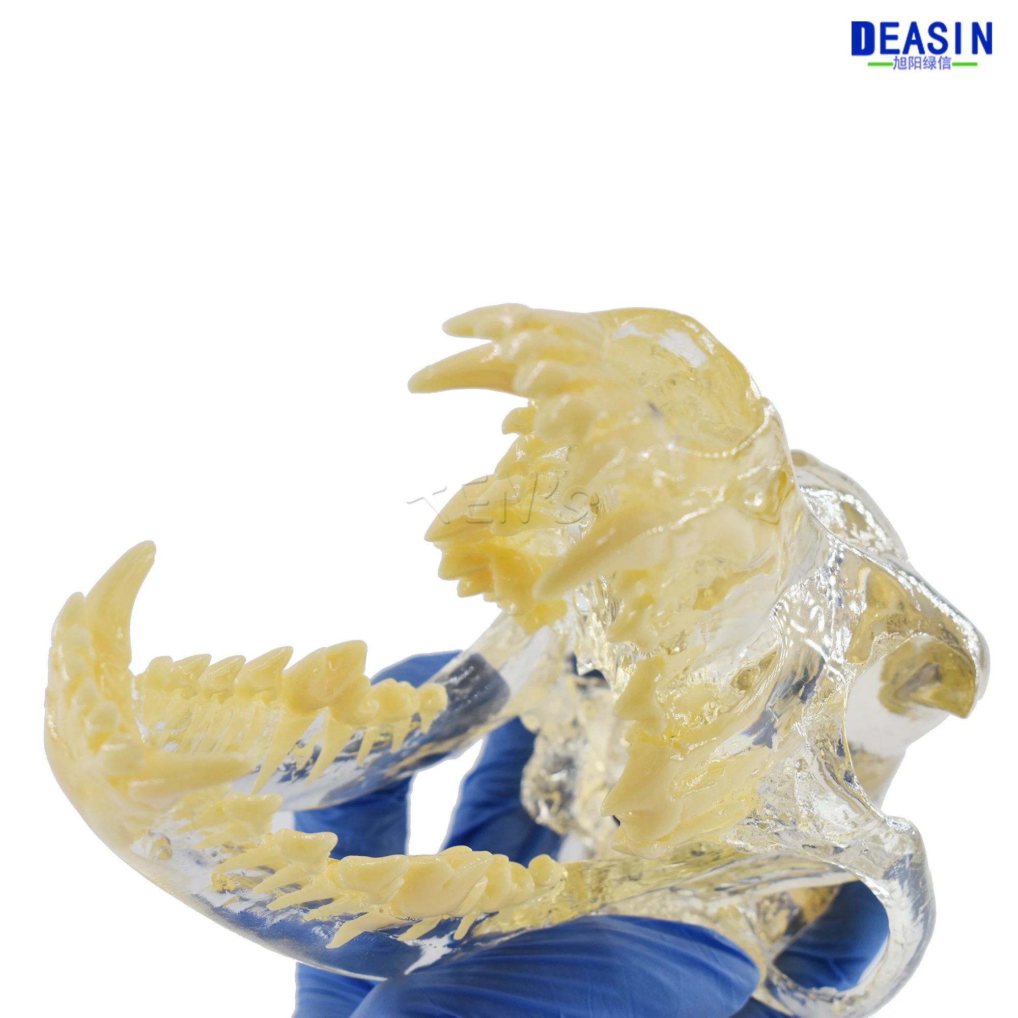 Модель зубов для собак 2017 Череп кость прозрачный раствор строгальный обучающий