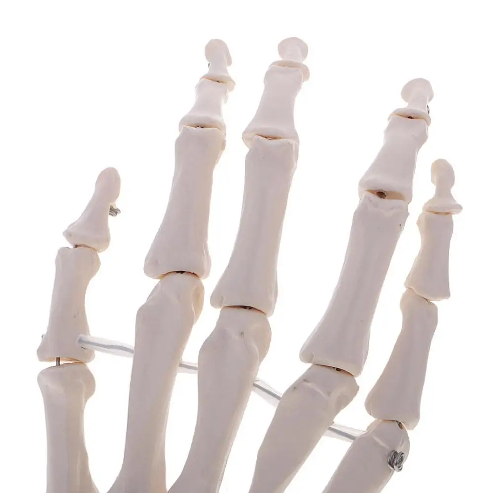 1:1 Размер жизни человека рука совместное модель руки Скелет Кости Модель